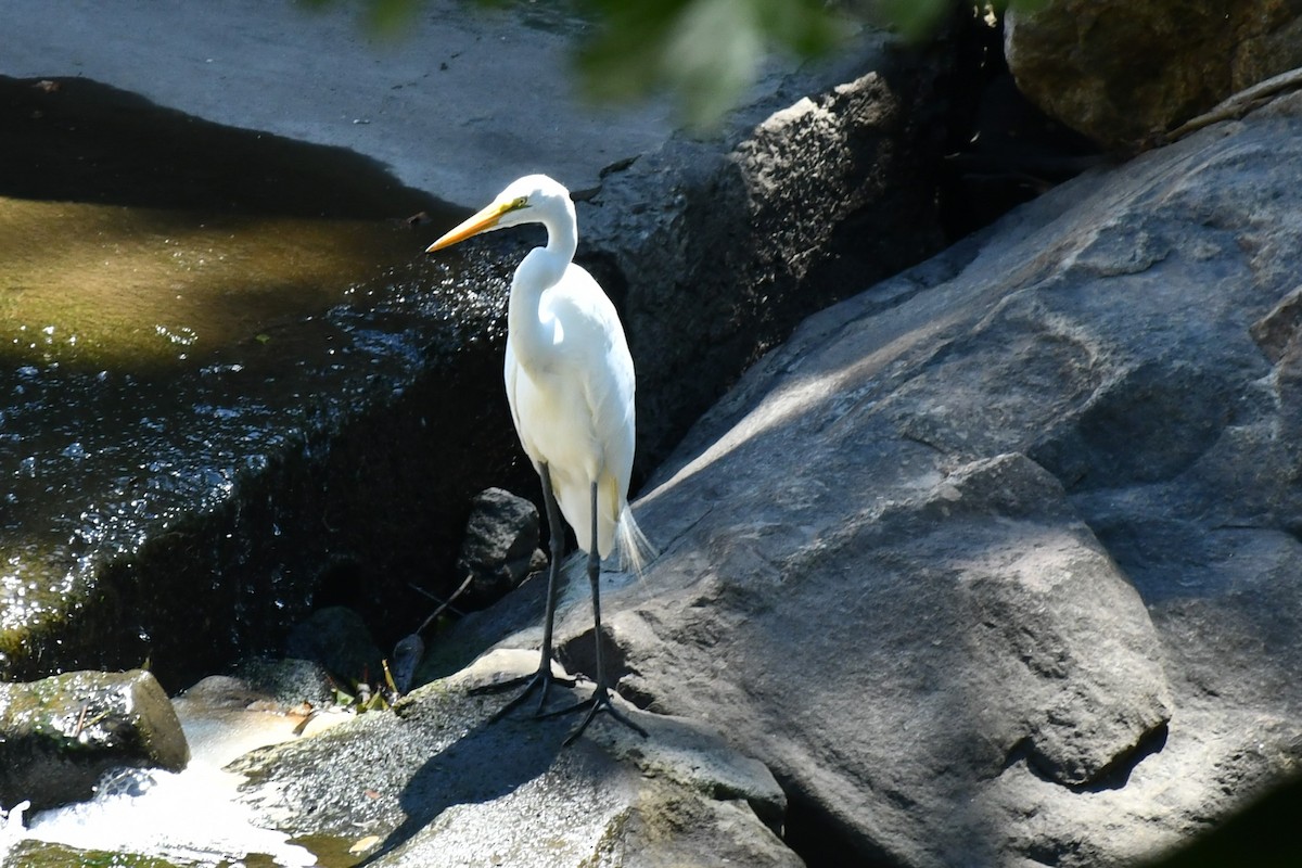 Great Egret - ML469525481