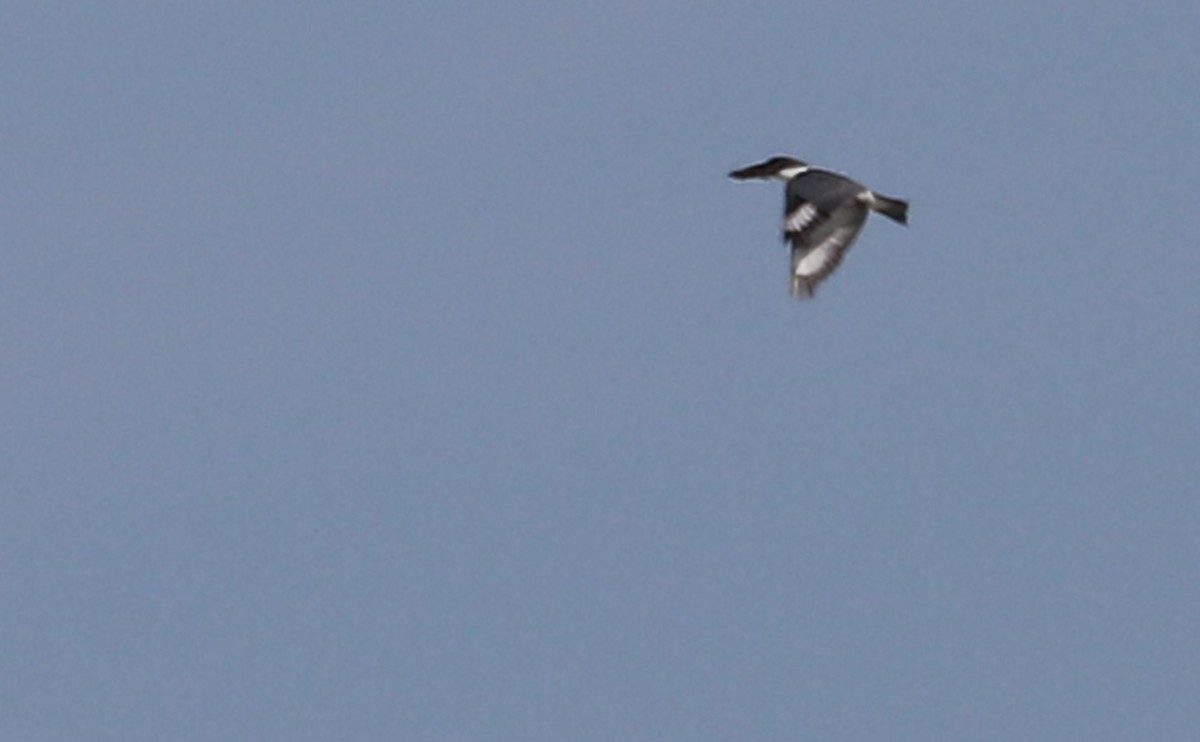 Belted Kingfisher - ML469525591