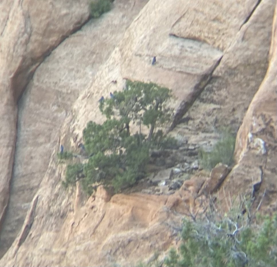 Pinyon Jay - ML469526361