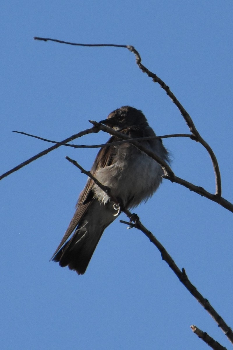 Black Phoebe - Vanessa Montgomery