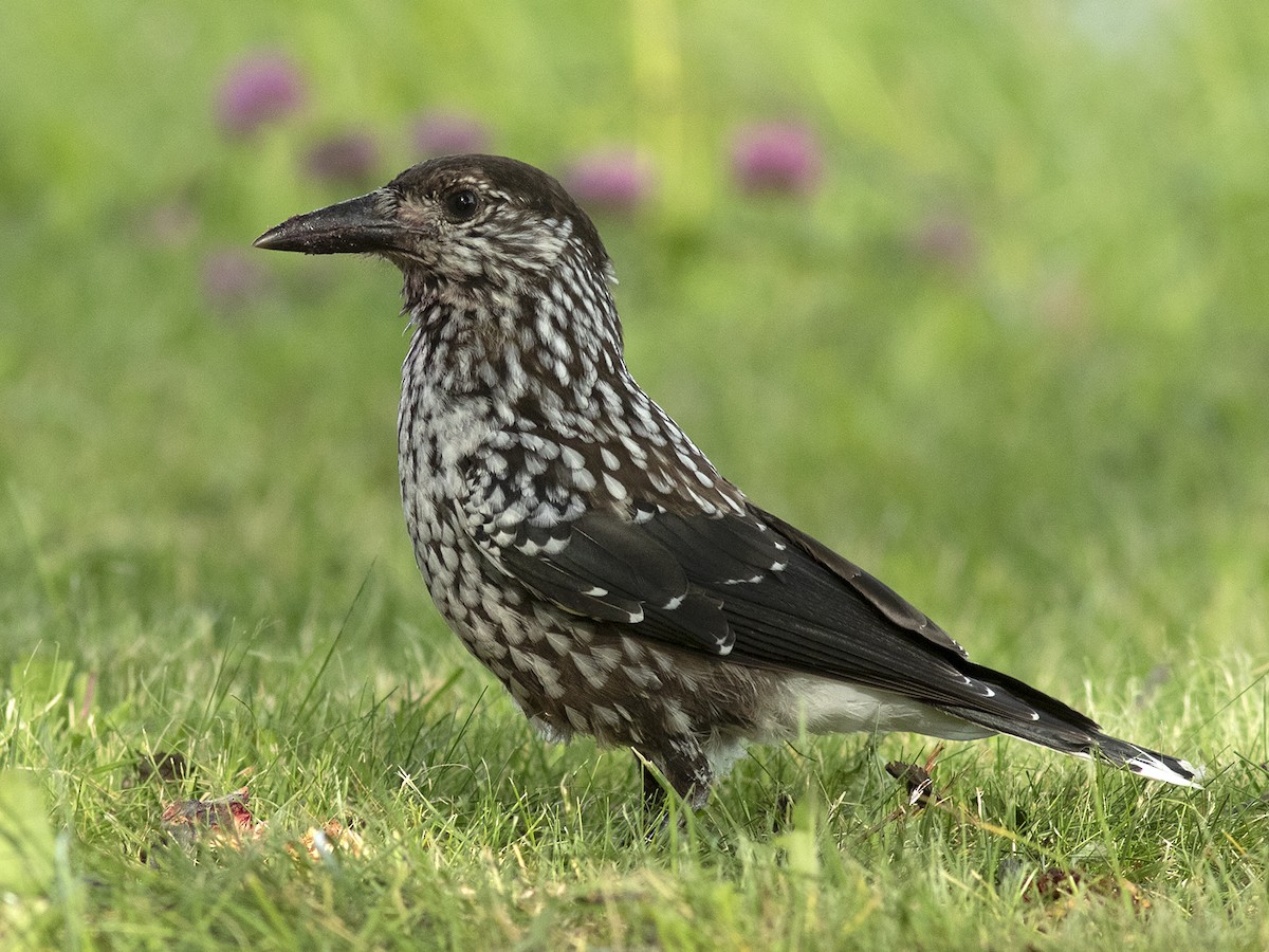 Northern Nutcracker - ML469527501