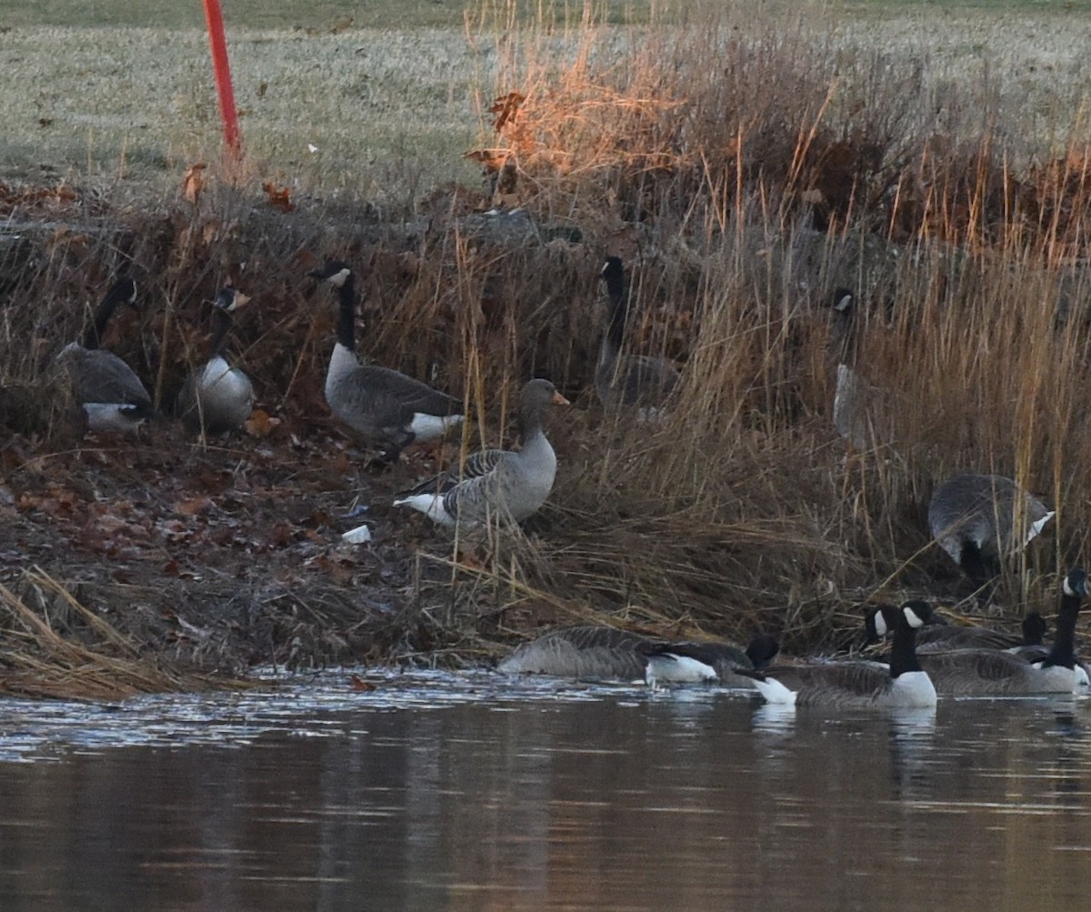 Graylag Goose - ML469528621