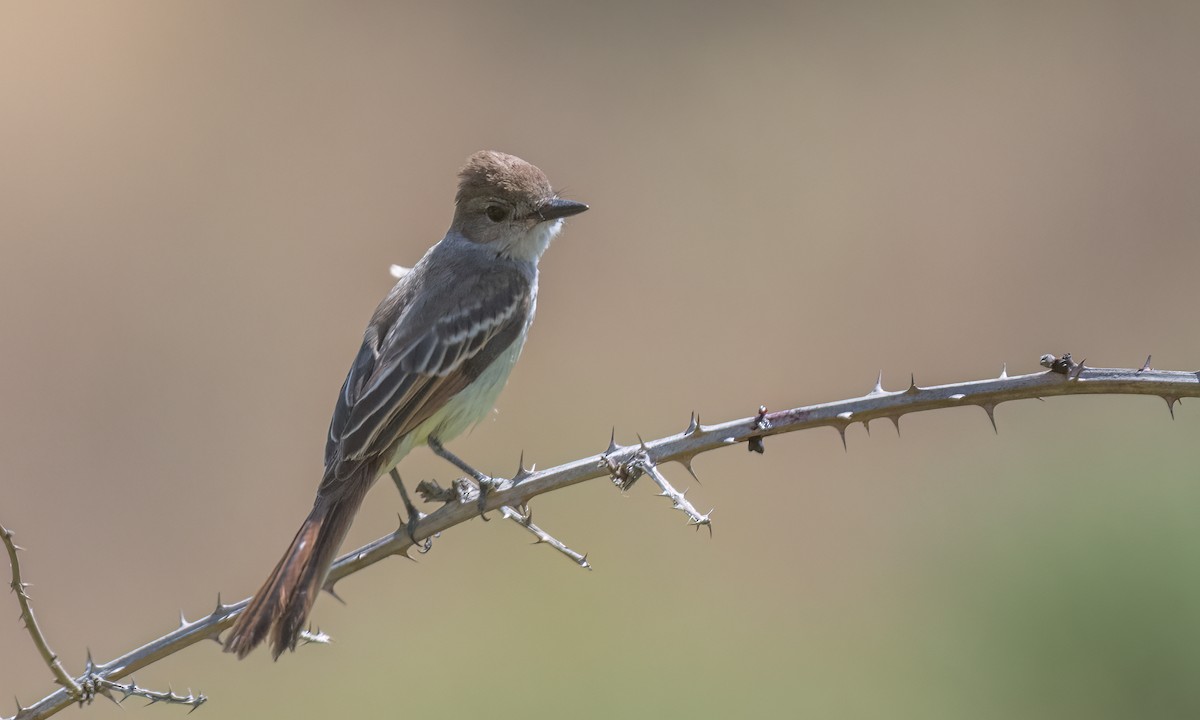 Ash-throated Flycatcher - ML469529581