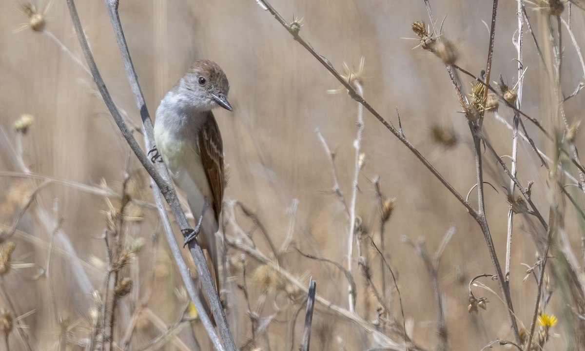 Ash-throated Flycatcher - ML469529641