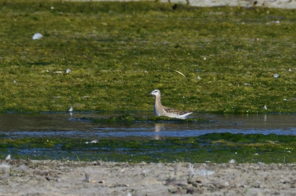 Falaropo Tricolor - ML469531031