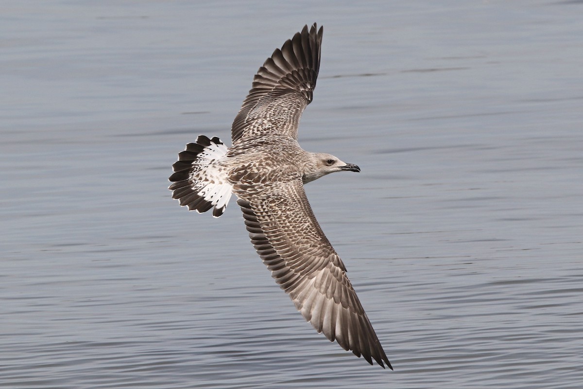 Yellow-legged Gull - ML469531821