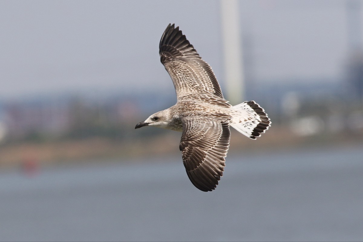 Yellow-legged Gull - ML469531871