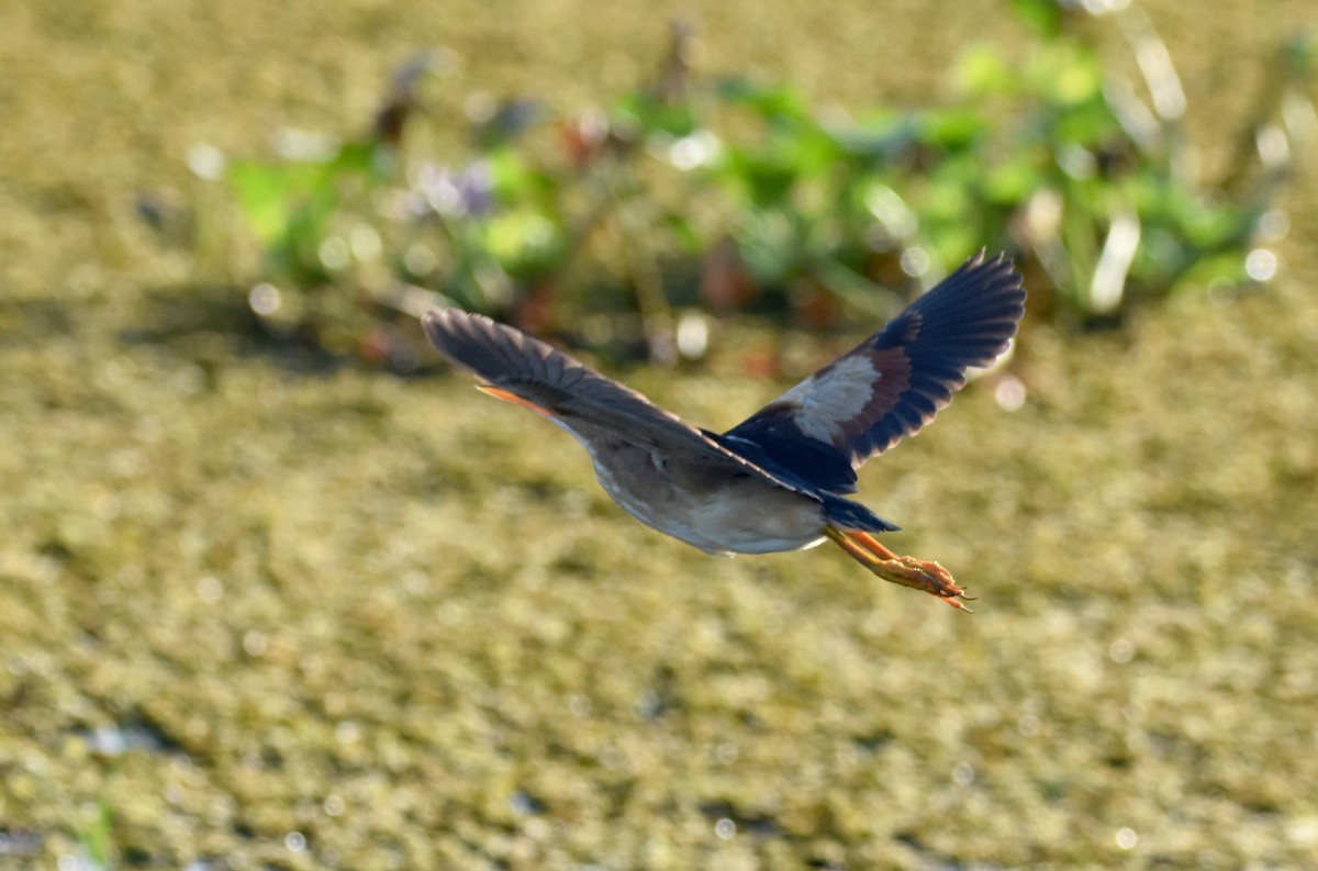 Least Bittern - ML469532721