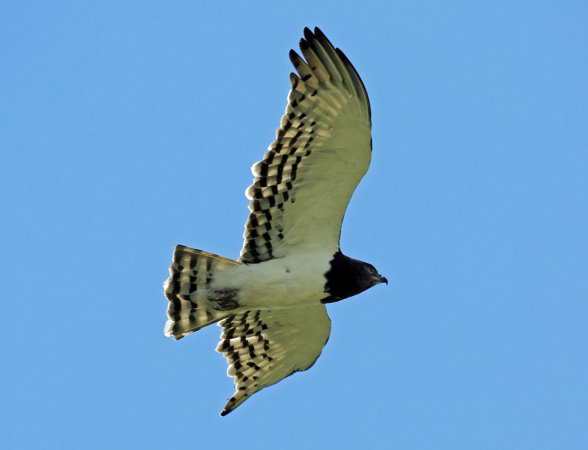 Black-chested Snake-Eagle - ML46953421