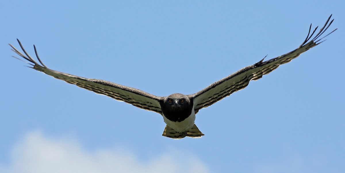 Black-chested Snake-Eagle - ML46953431