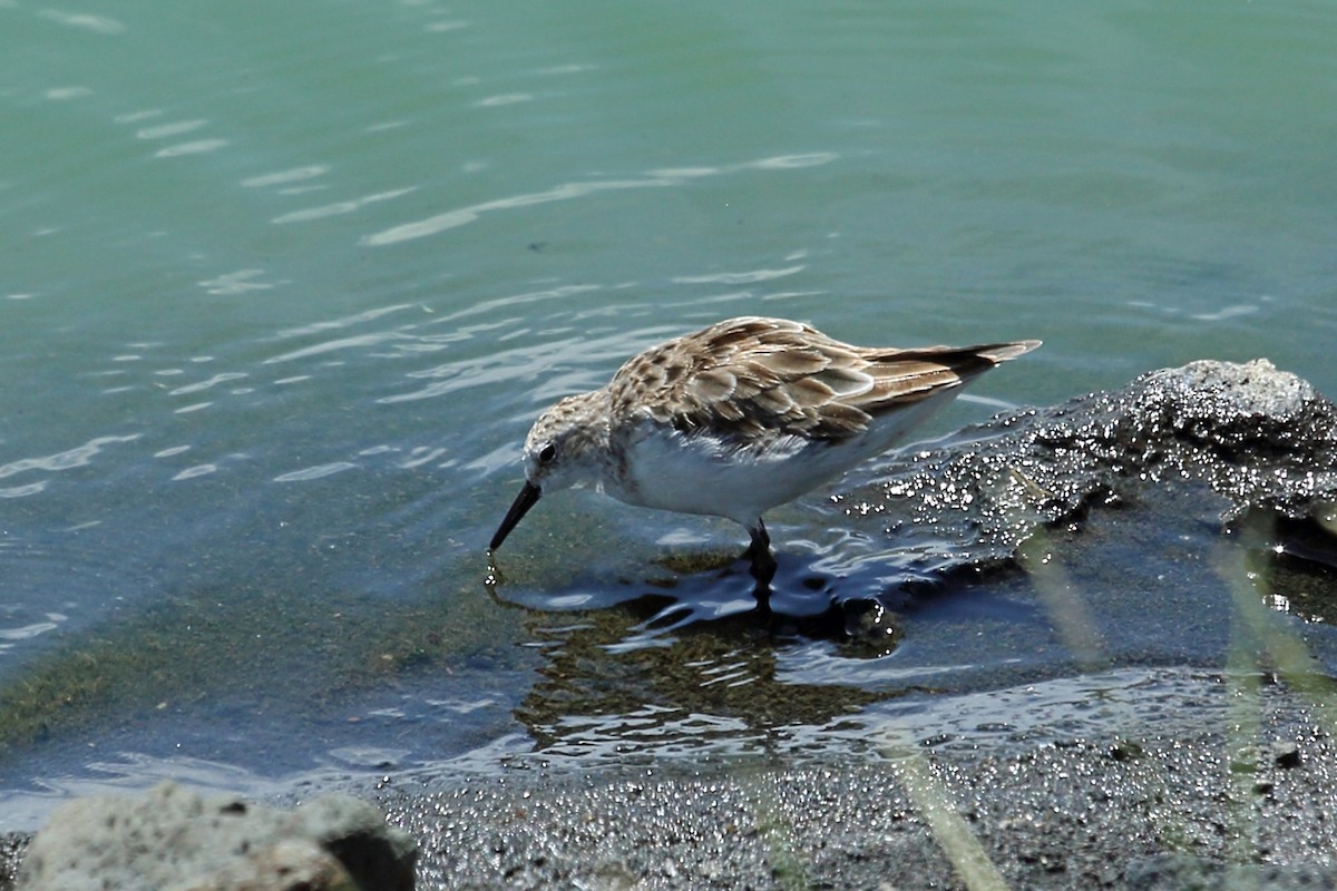 Little Stint - Nigel Voaden