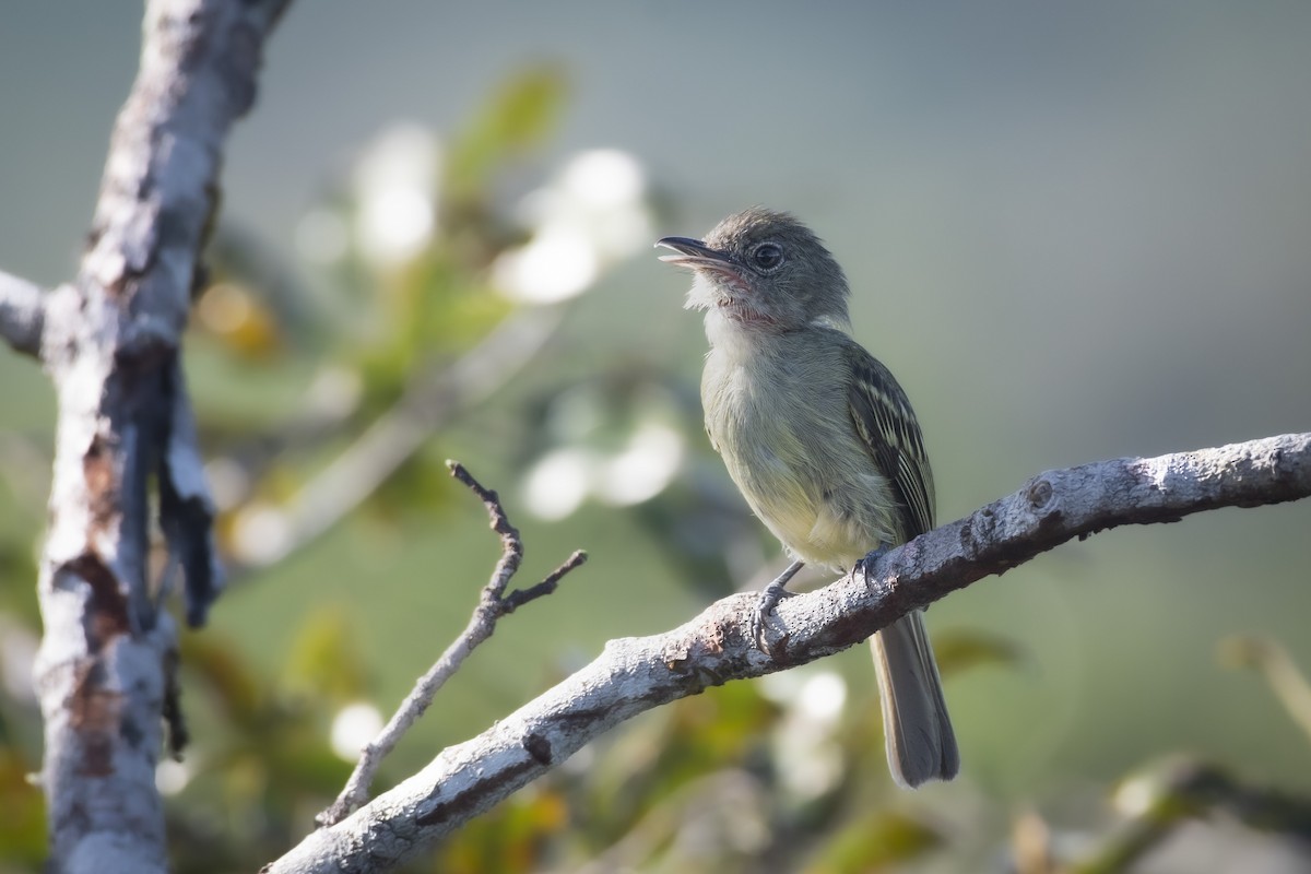 Yellow-margined Flatbill - Priscilla Diniz