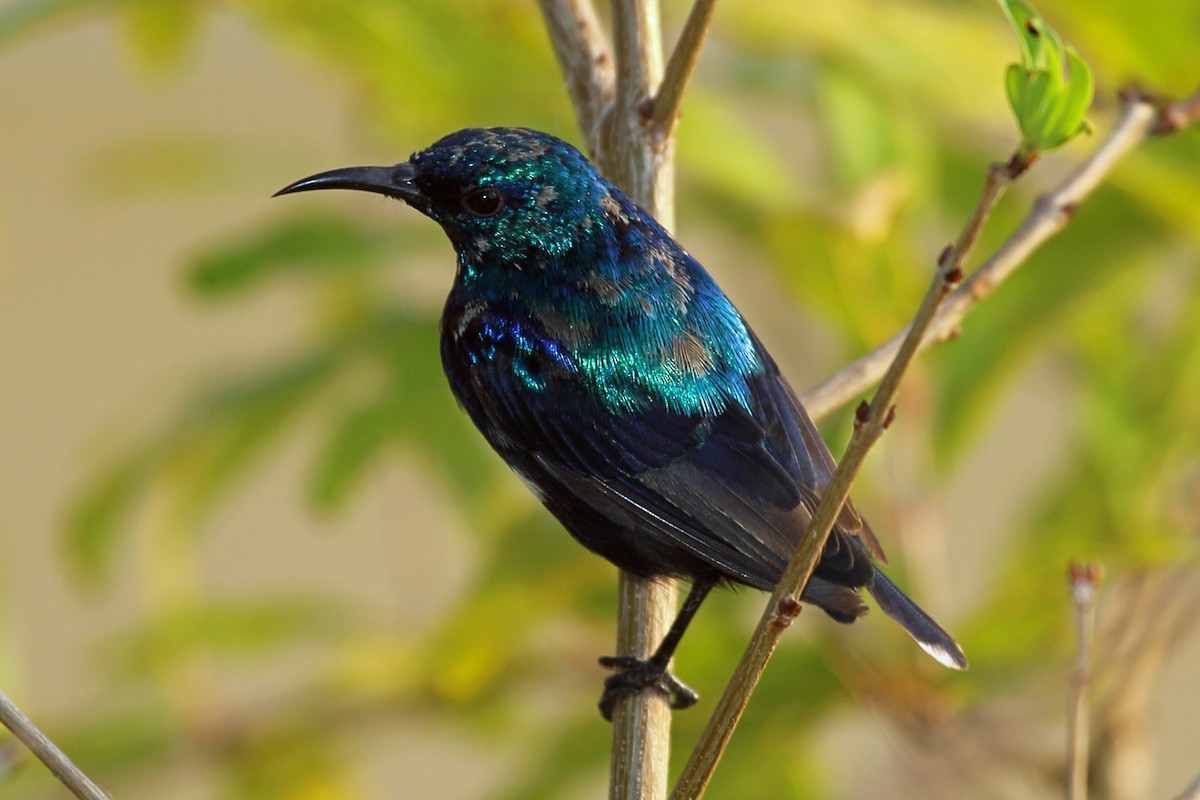 Pemba Sunbird - Nigel Voaden