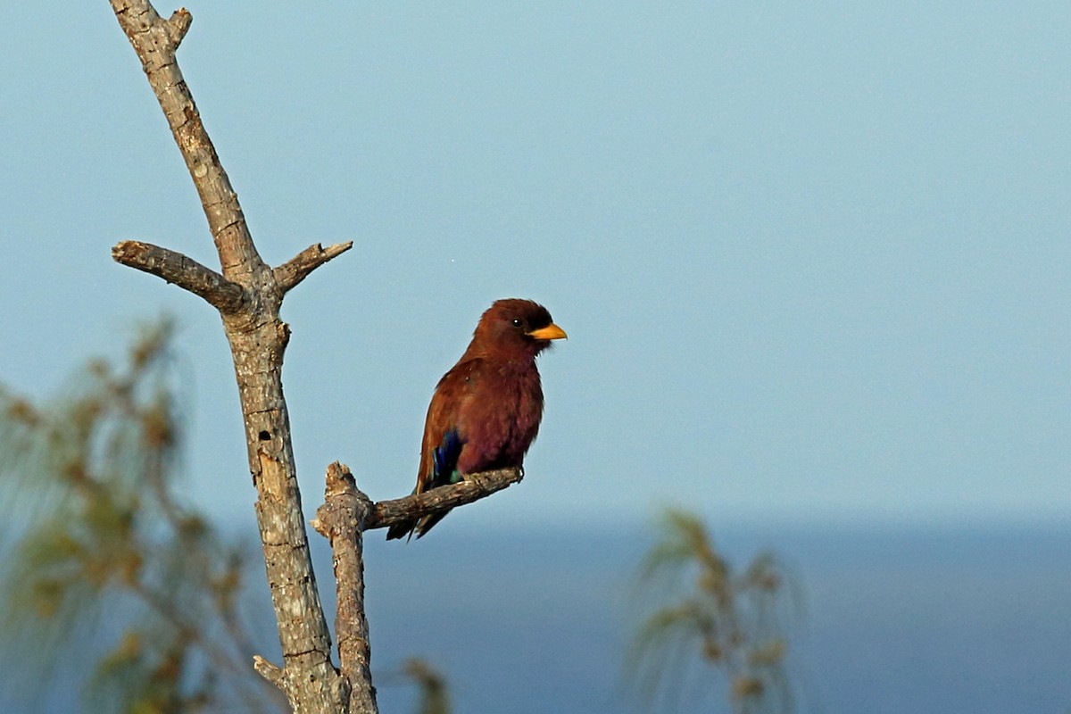 Broad-billed Roller - ML46953581