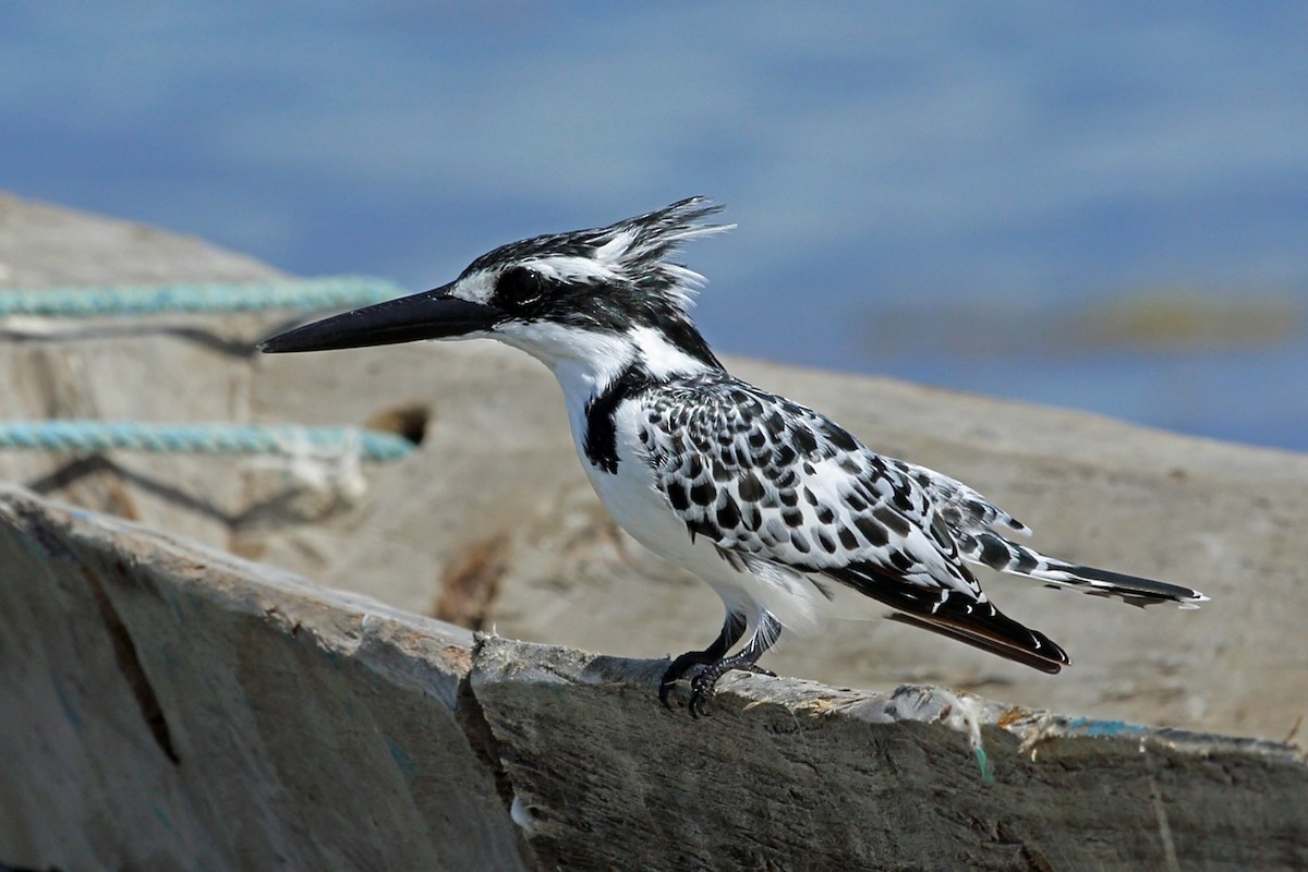 Pied Kingfisher - ML46953601