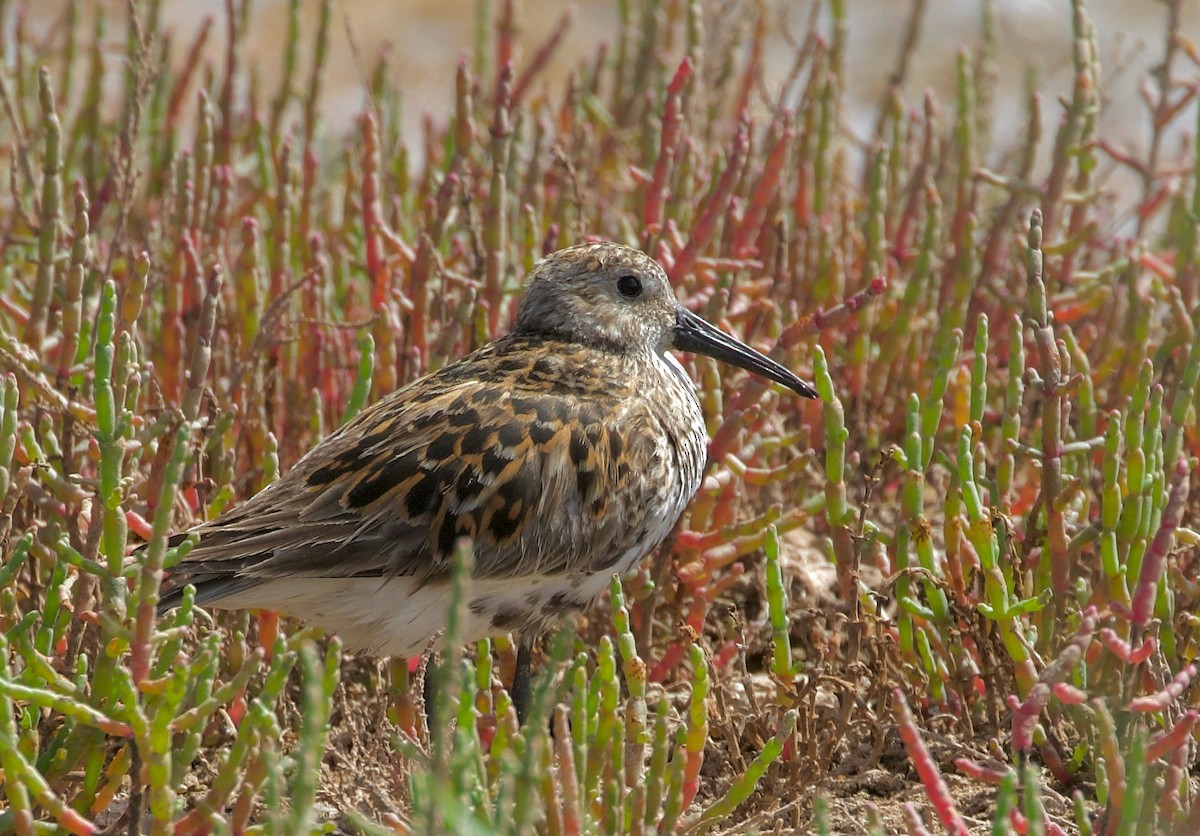 Dunlin - ML469536331