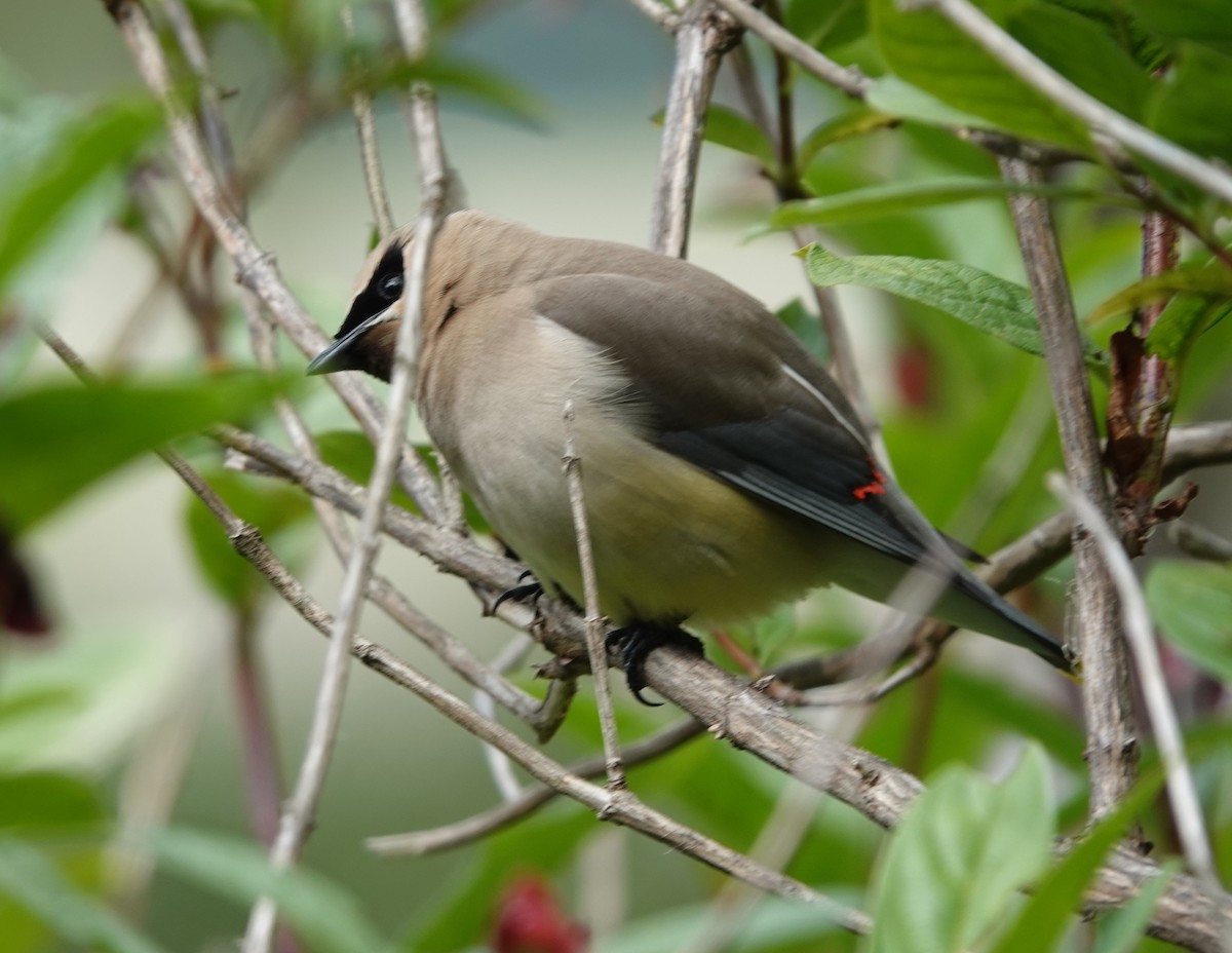 Cedar Waxwing - ML469536341