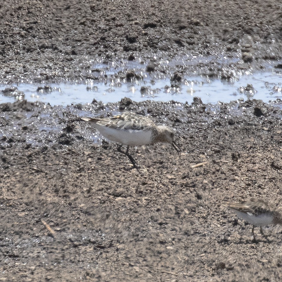 Bécasseau sanderling - ML469536941