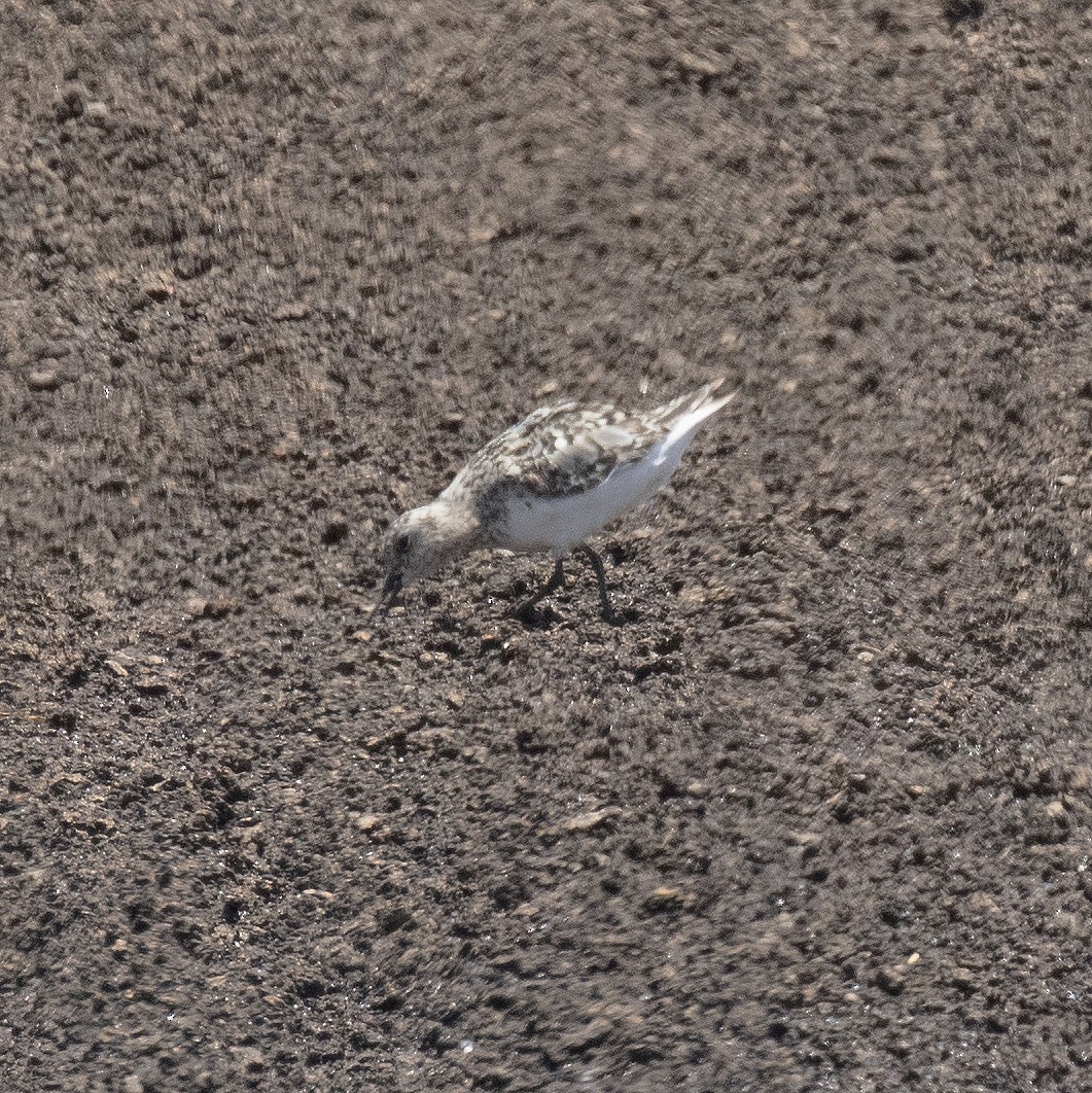 Sanderling - Gary Rosenberg