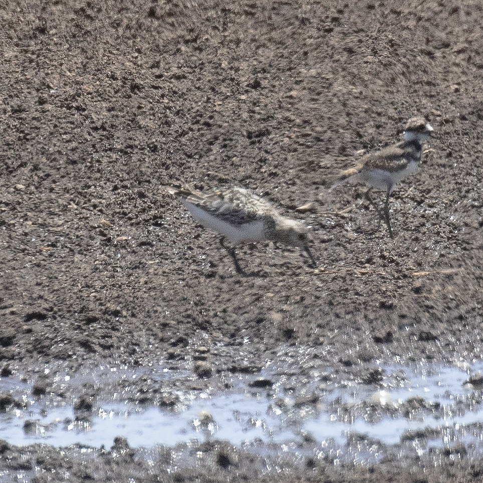 Bécasseau sanderling - ML469536961