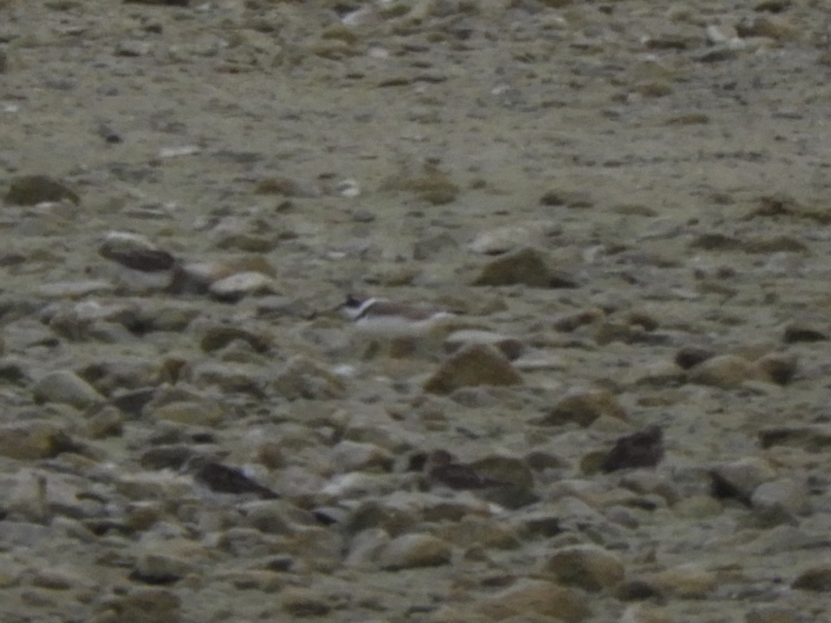 Semipalmated Plover - ML469537511