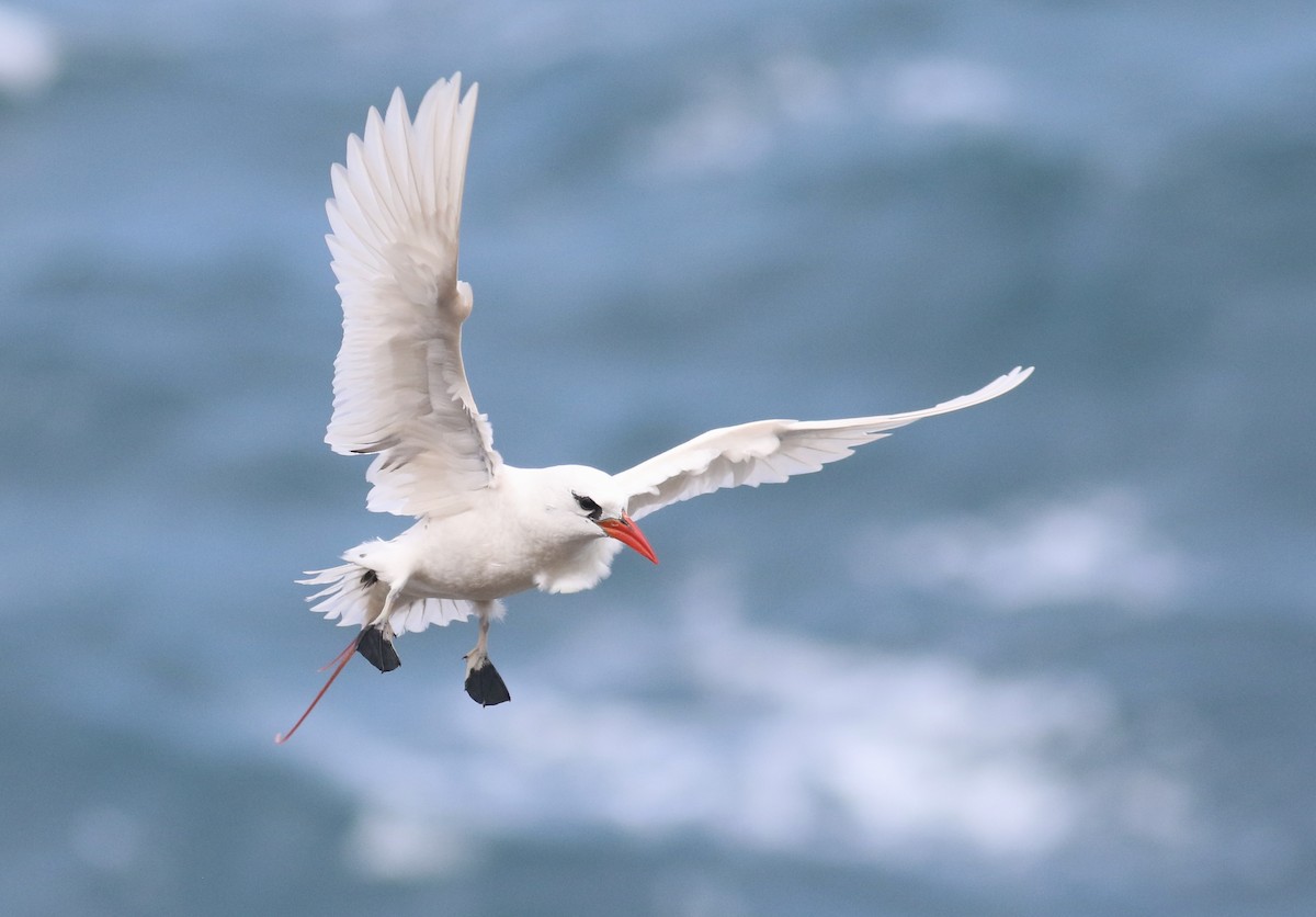 Red-tailed Tropicbird - ML469540801