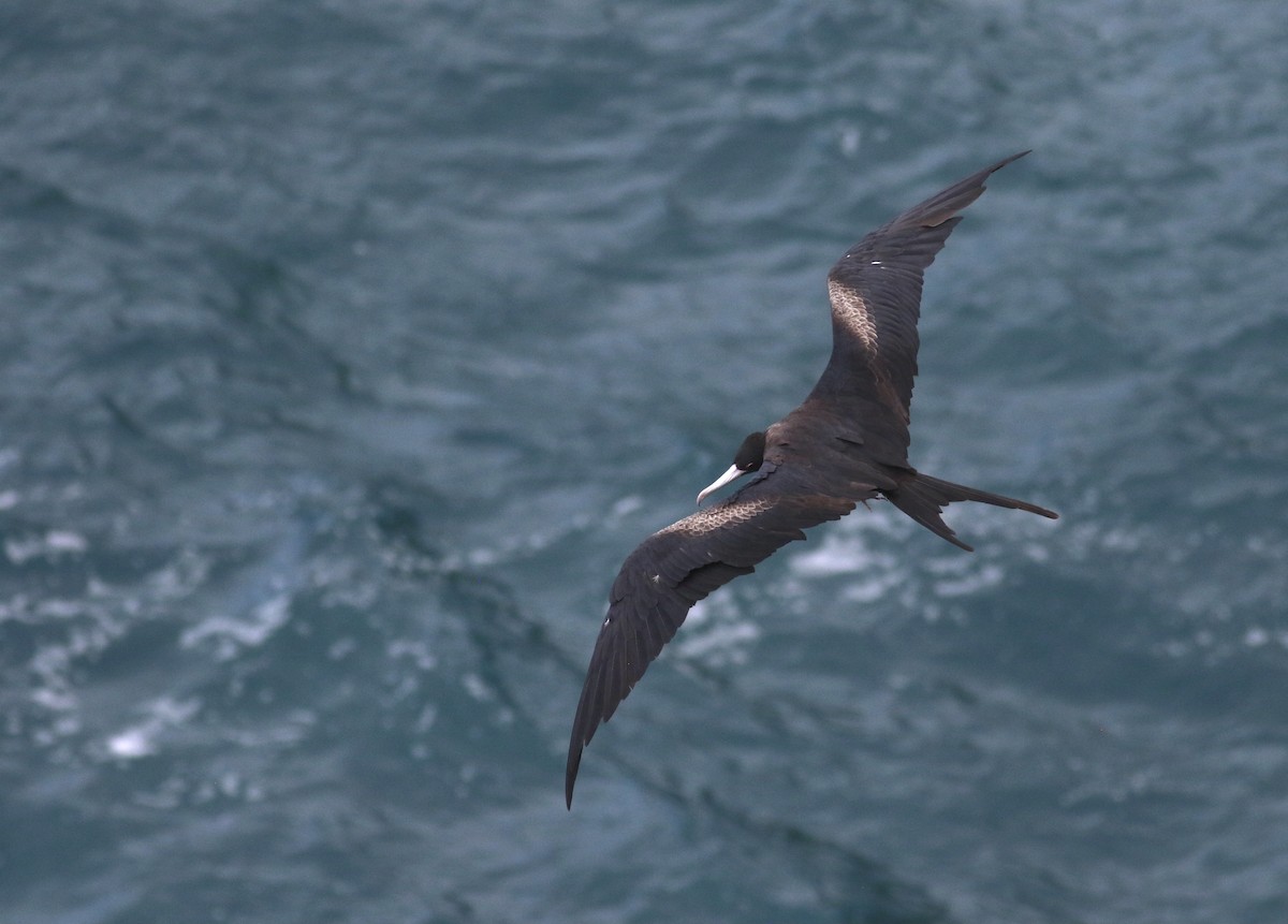 Great Frigatebird - ML469541111