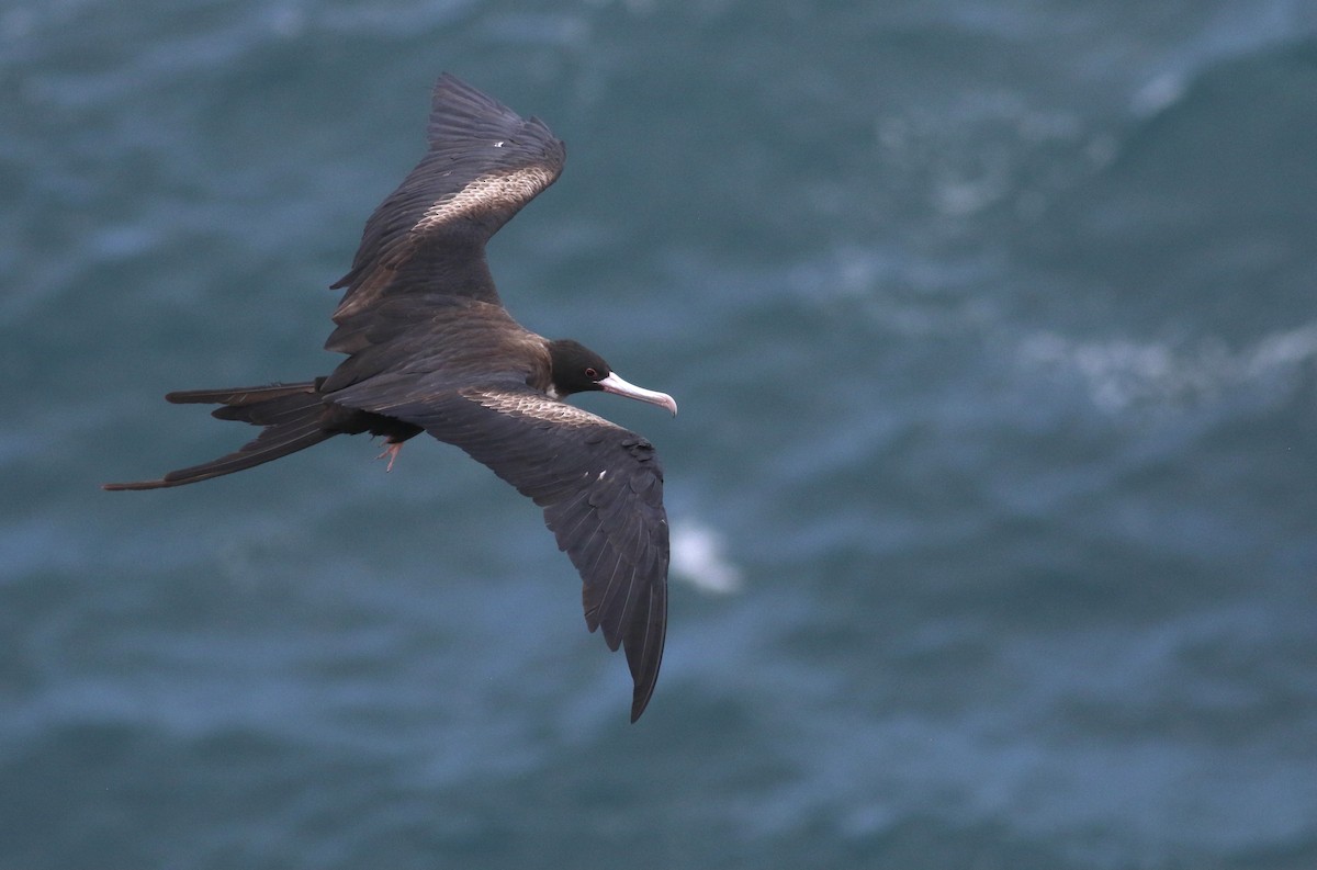 Great Frigatebird - ML469541121
