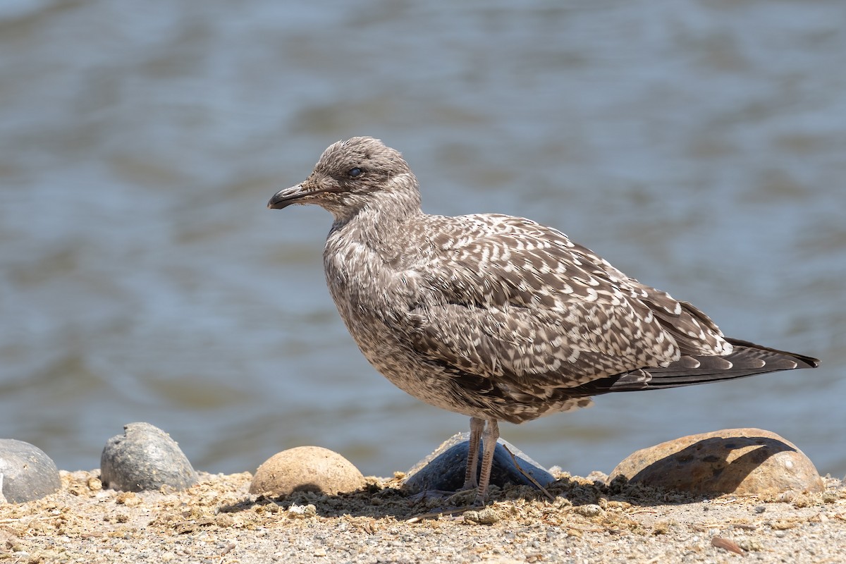 California Gull - ML469541981