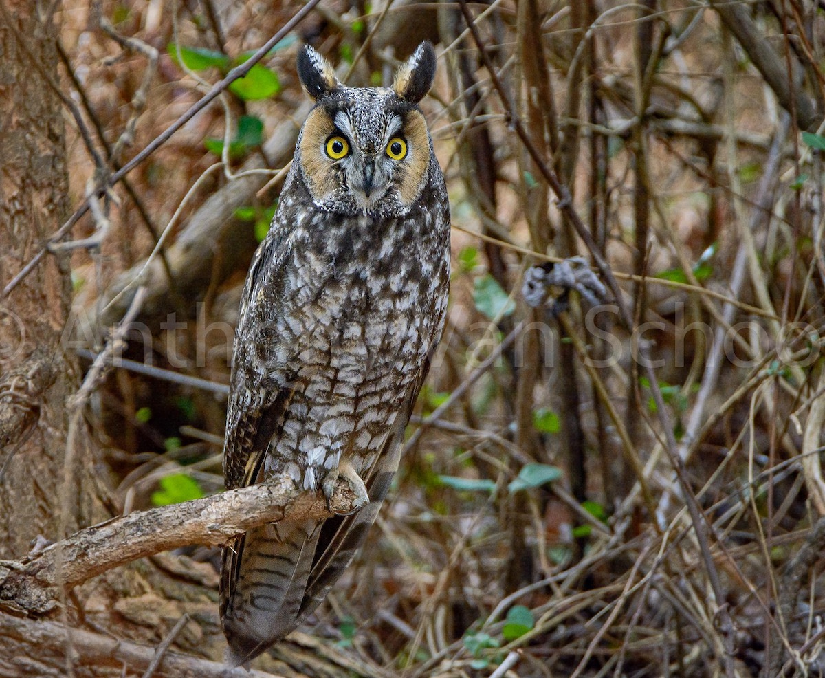 Long-eared Owl - Anthony VanSchoor
