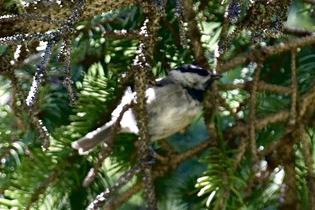 Mountain Chickadee - ML469544321