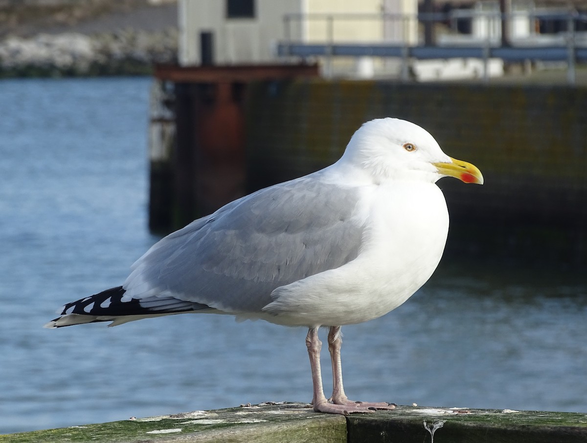 Herring Gull (European) - Stephen Harris