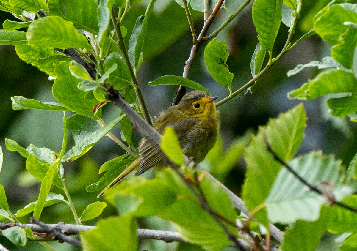 Orange-crowned Warbler - ML469545631