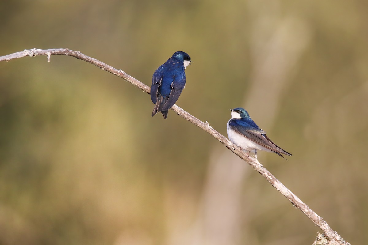 Tree Swallow - ML469546361