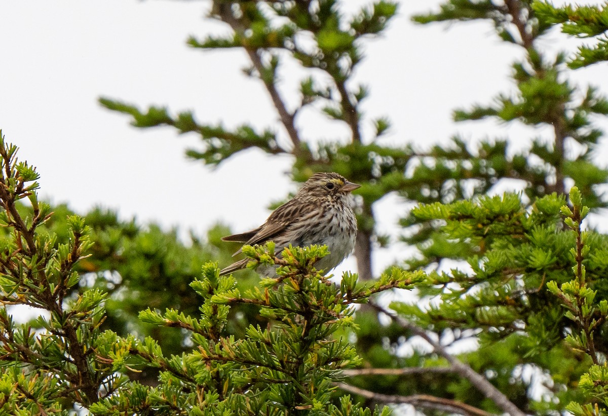 Savannah Sparrow - ML469546801