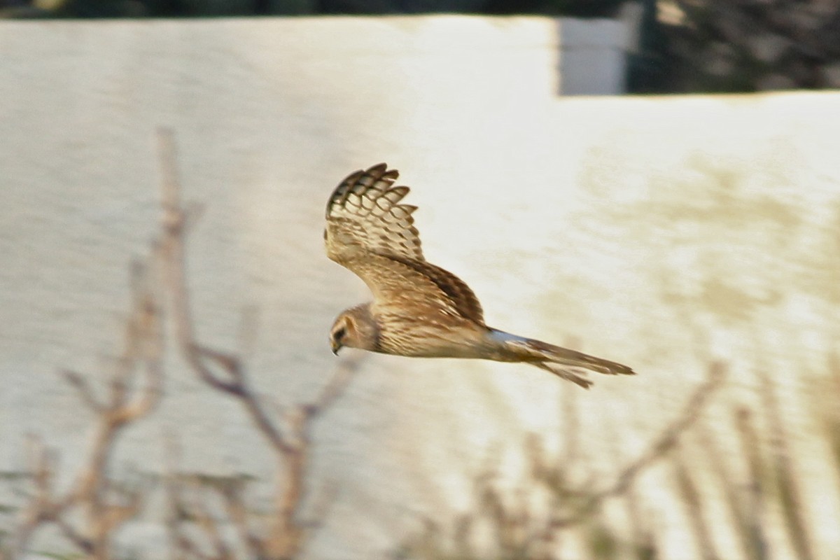 Hen Harrier - ML46954701