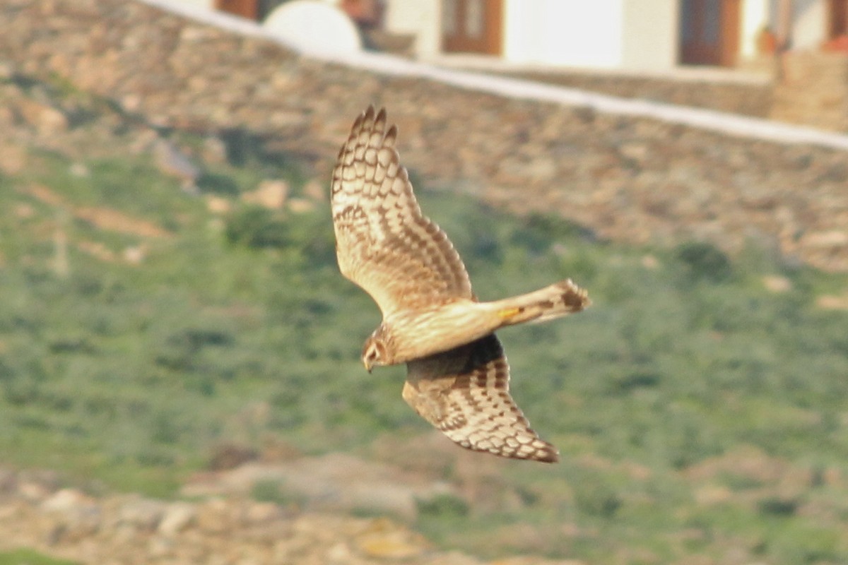 Hen Harrier - ML46954721