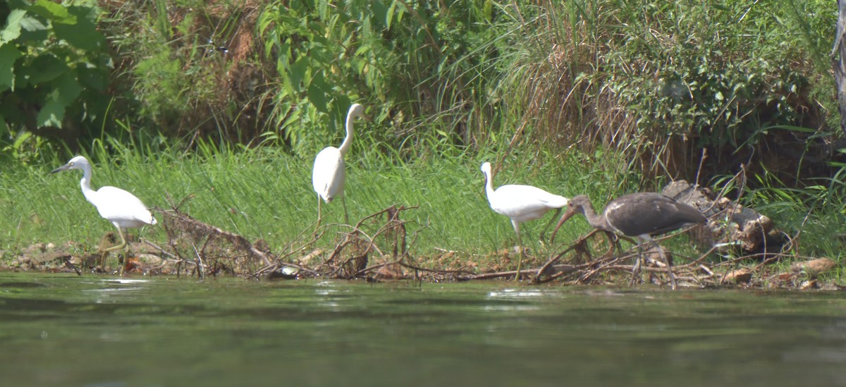 White Ibis - ML469549321