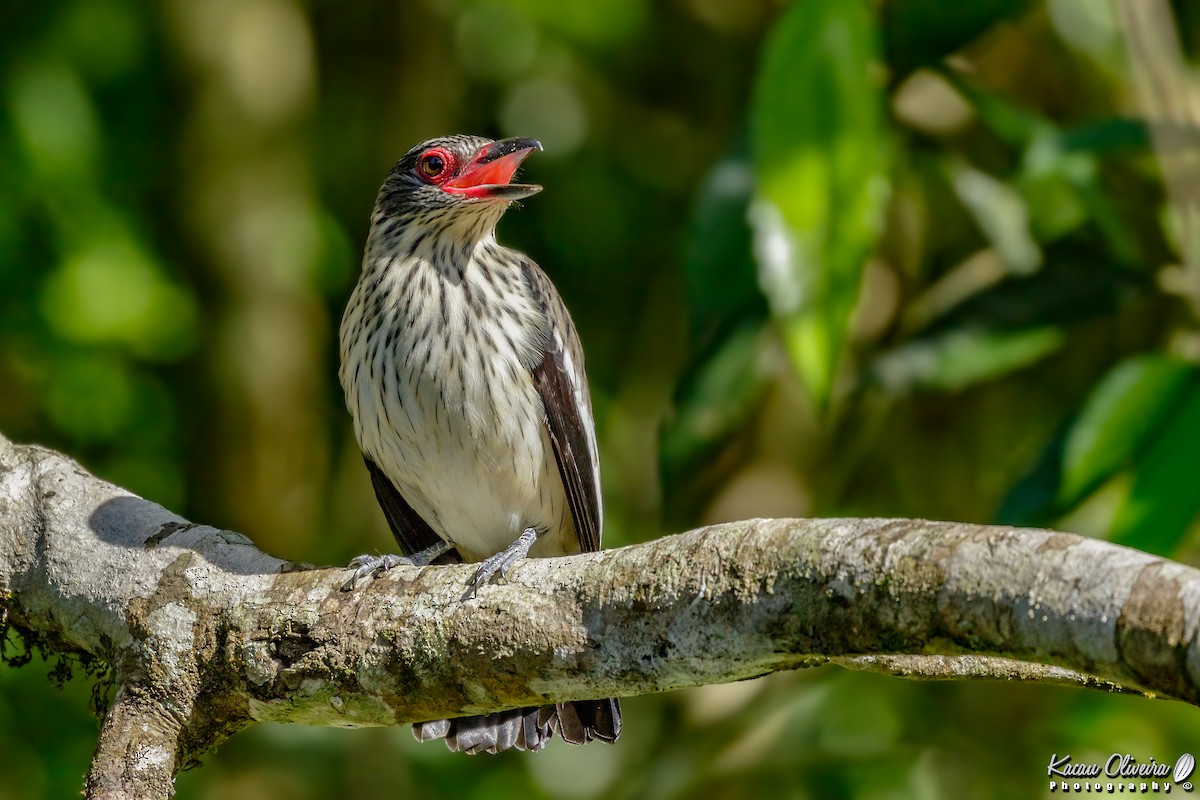 Black-tailed Tityra - ML46954941