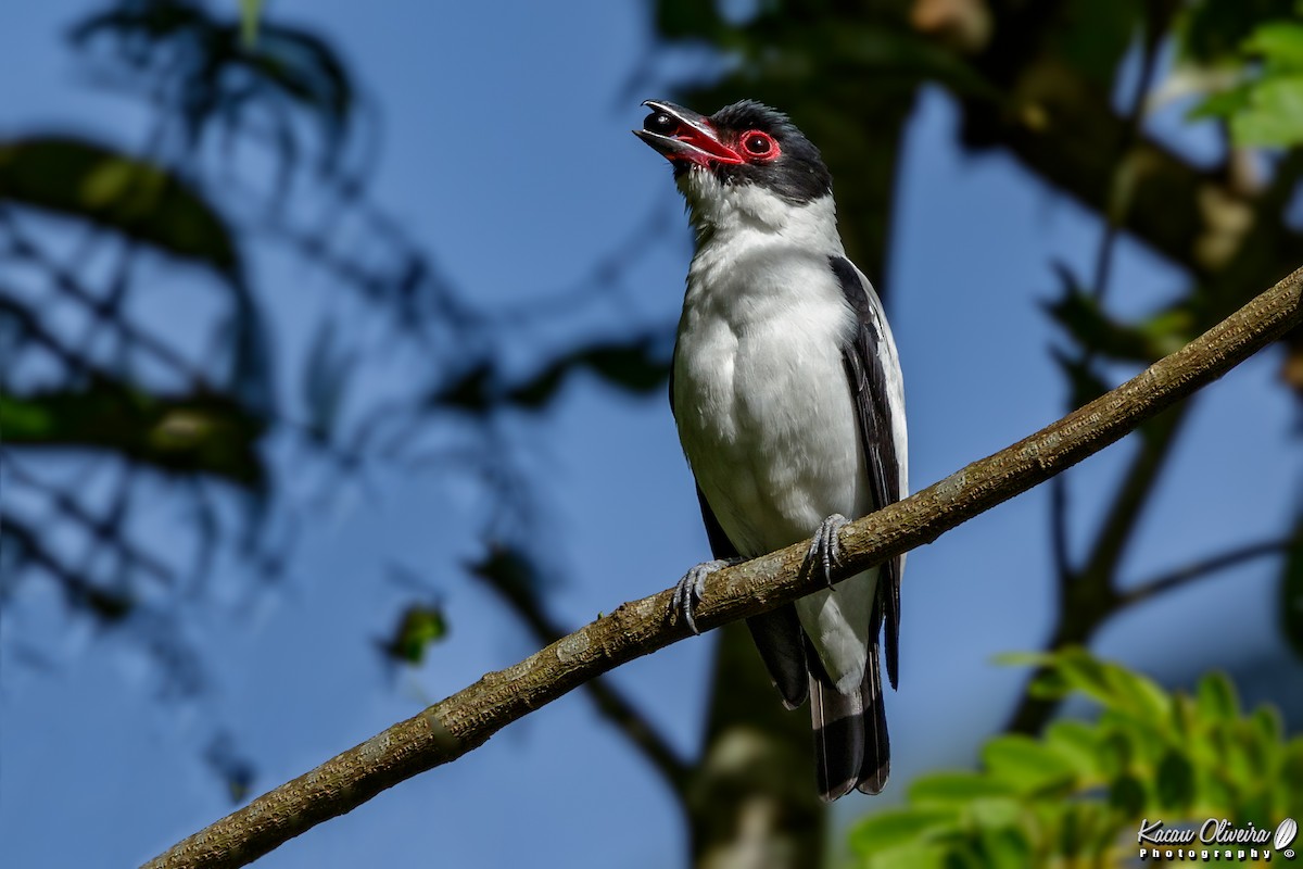 Black-tailed Tityra - ML46954951