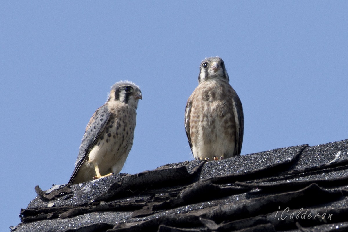 American Kestrel - ML469549771