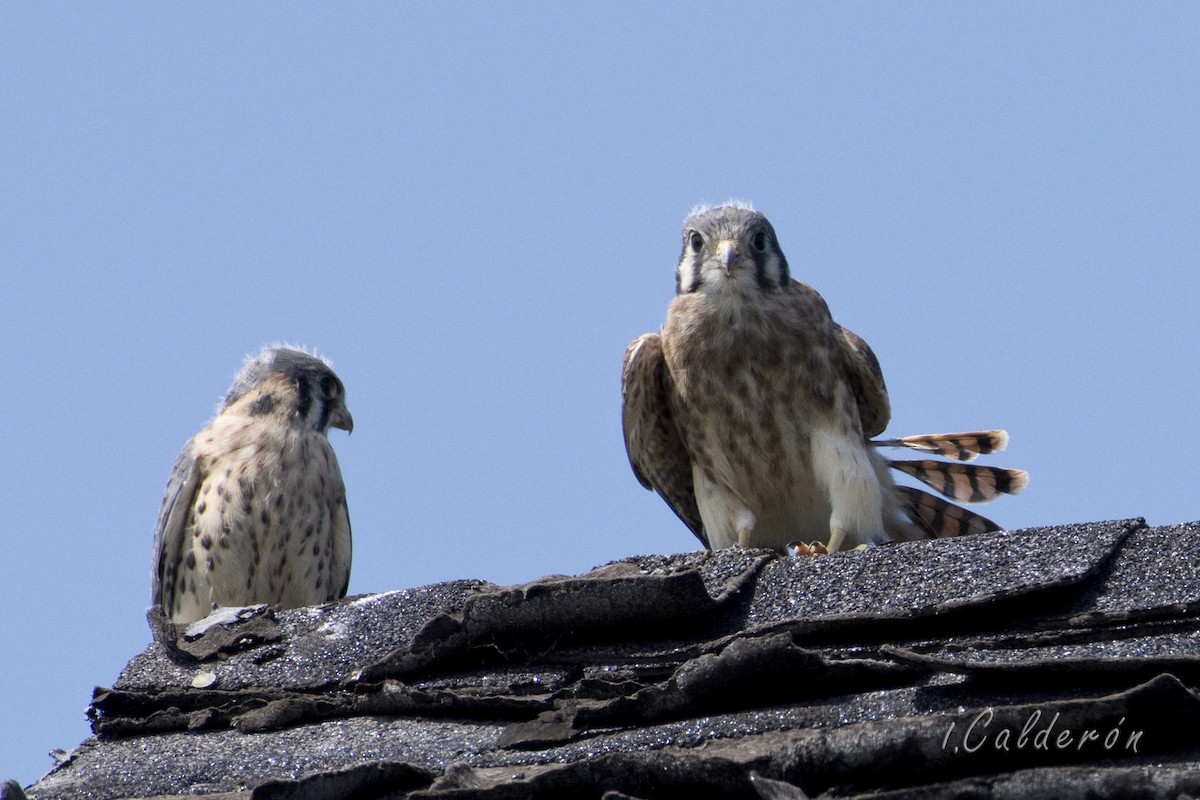 American Kestrel - ML469549781