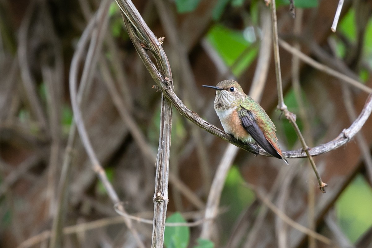 Rufous Hummingbird - ML469549911