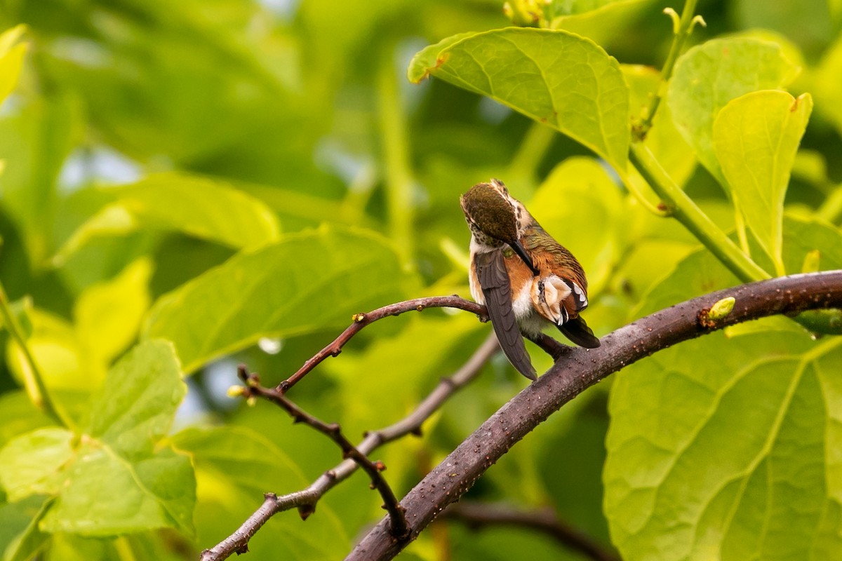 Rufous Hummingbird - ML469549921