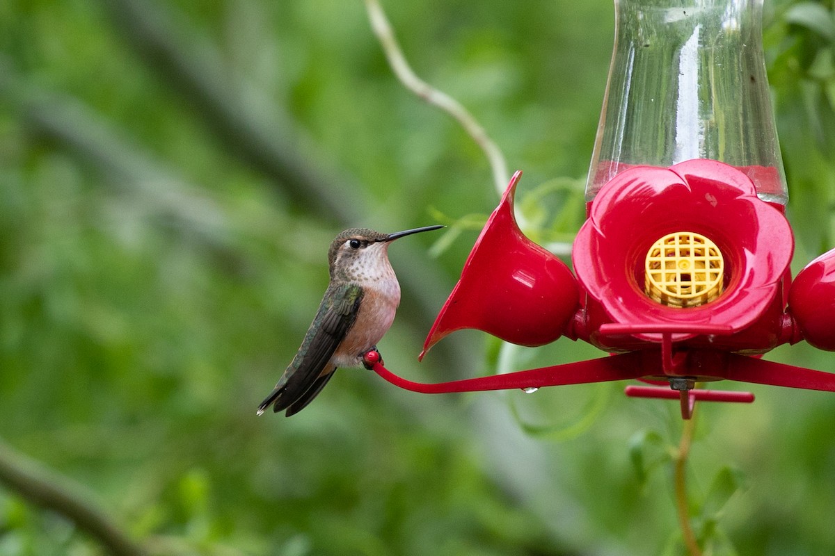 Rufous Hummingbird - ML469549931