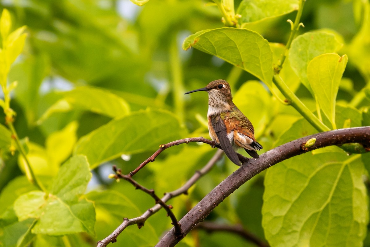 Rufous Hummingbird - ML469549941