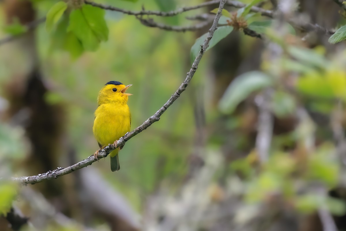 Wilson's Warbler - ML469549951