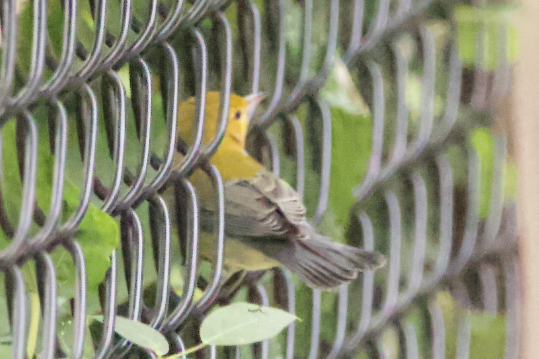 Prothonotary Warbler - ML469552761