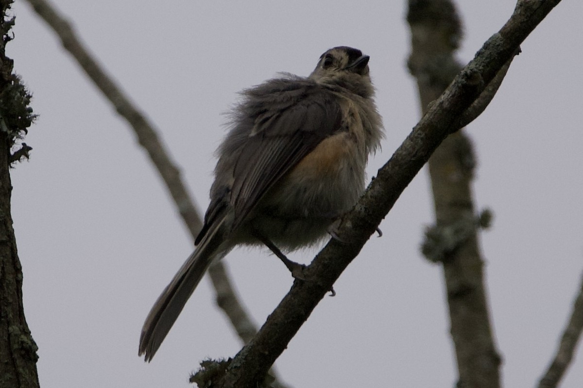 Tufted Titmouse - ML469552781