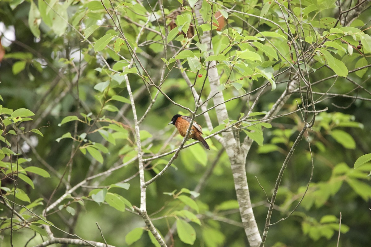 Orchard Oriole - ML469552811